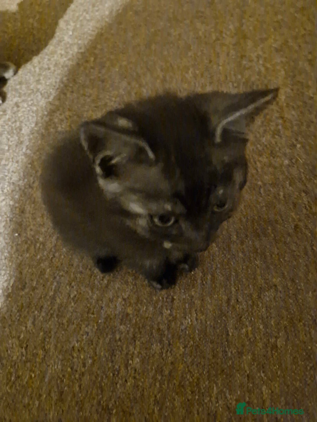 British Shorthair cats for sale: 14 WEEKS BROWN TABBY KITTEN  - Image 4