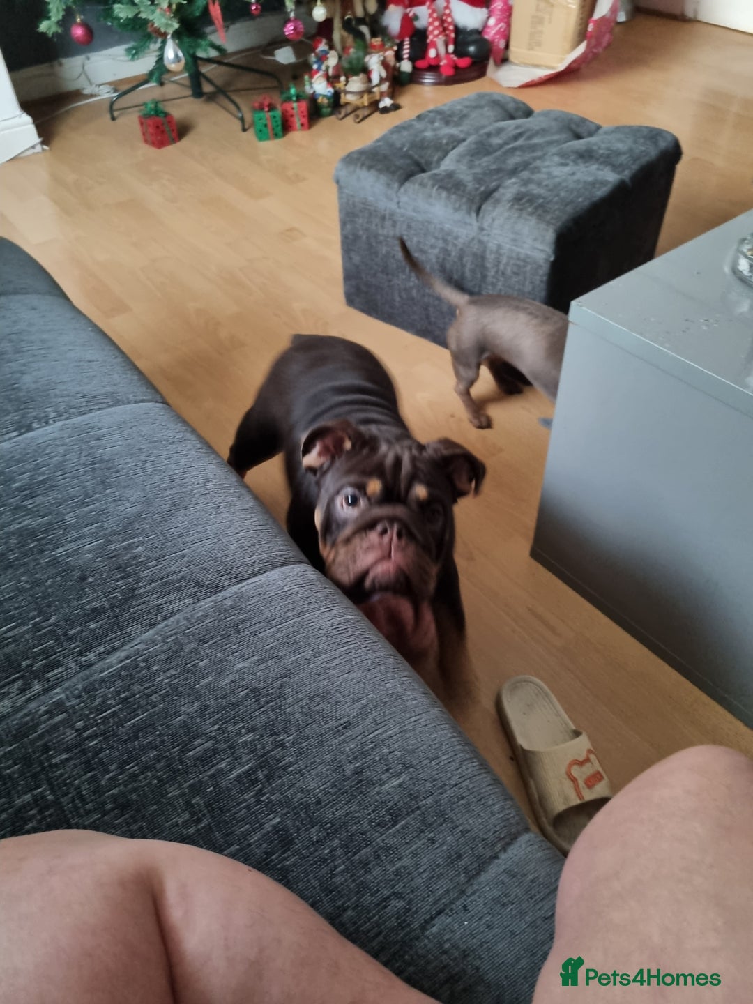 English Bulldog dogs for sale: English Bulldog Puppies  - Advert 2