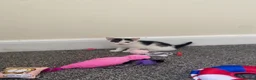 American Shorthair cats for sale: 2 girl kittens  - Advert 10