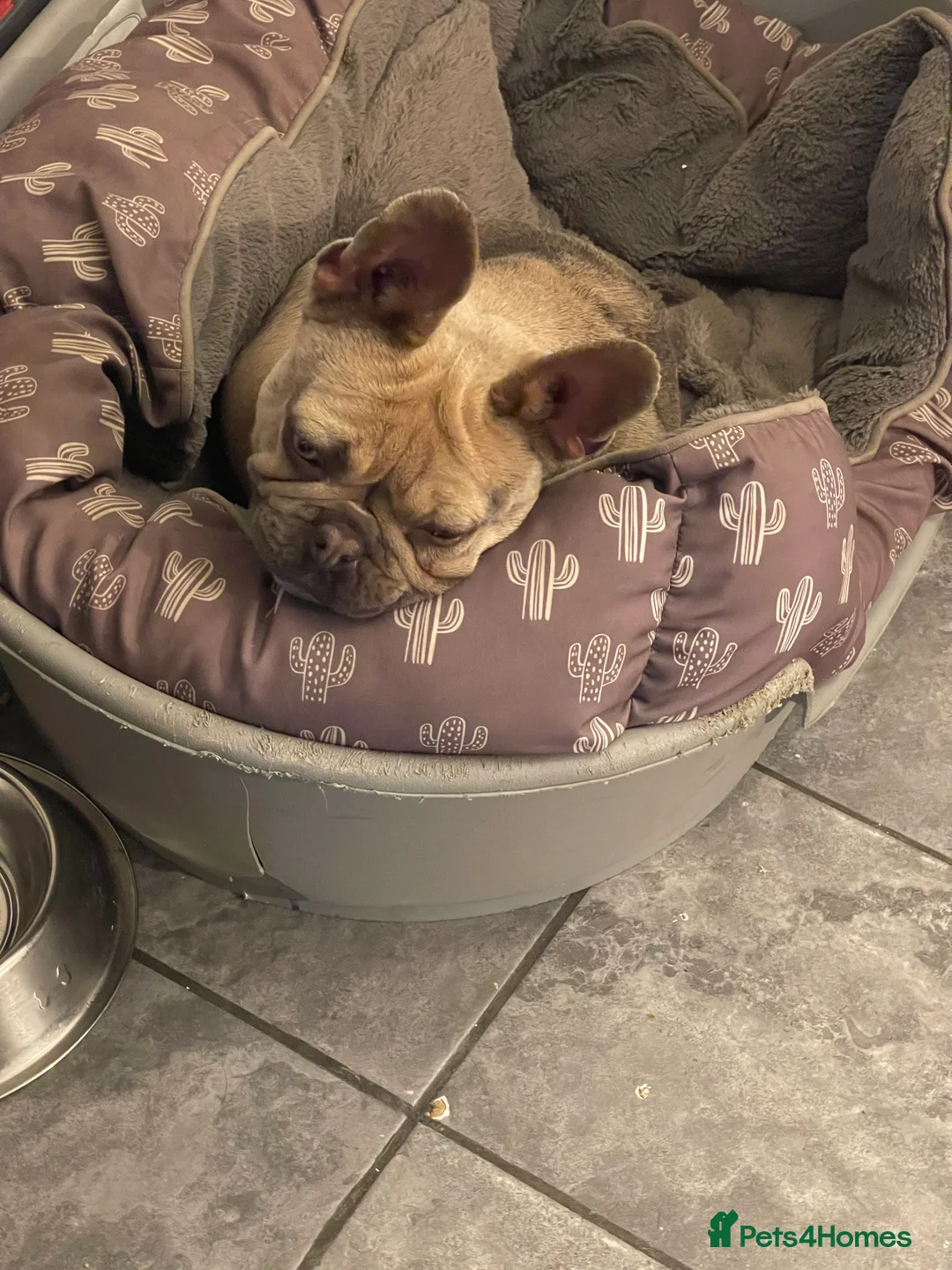 French Bulldog dogs for sale: French bulldog  - Advert 2