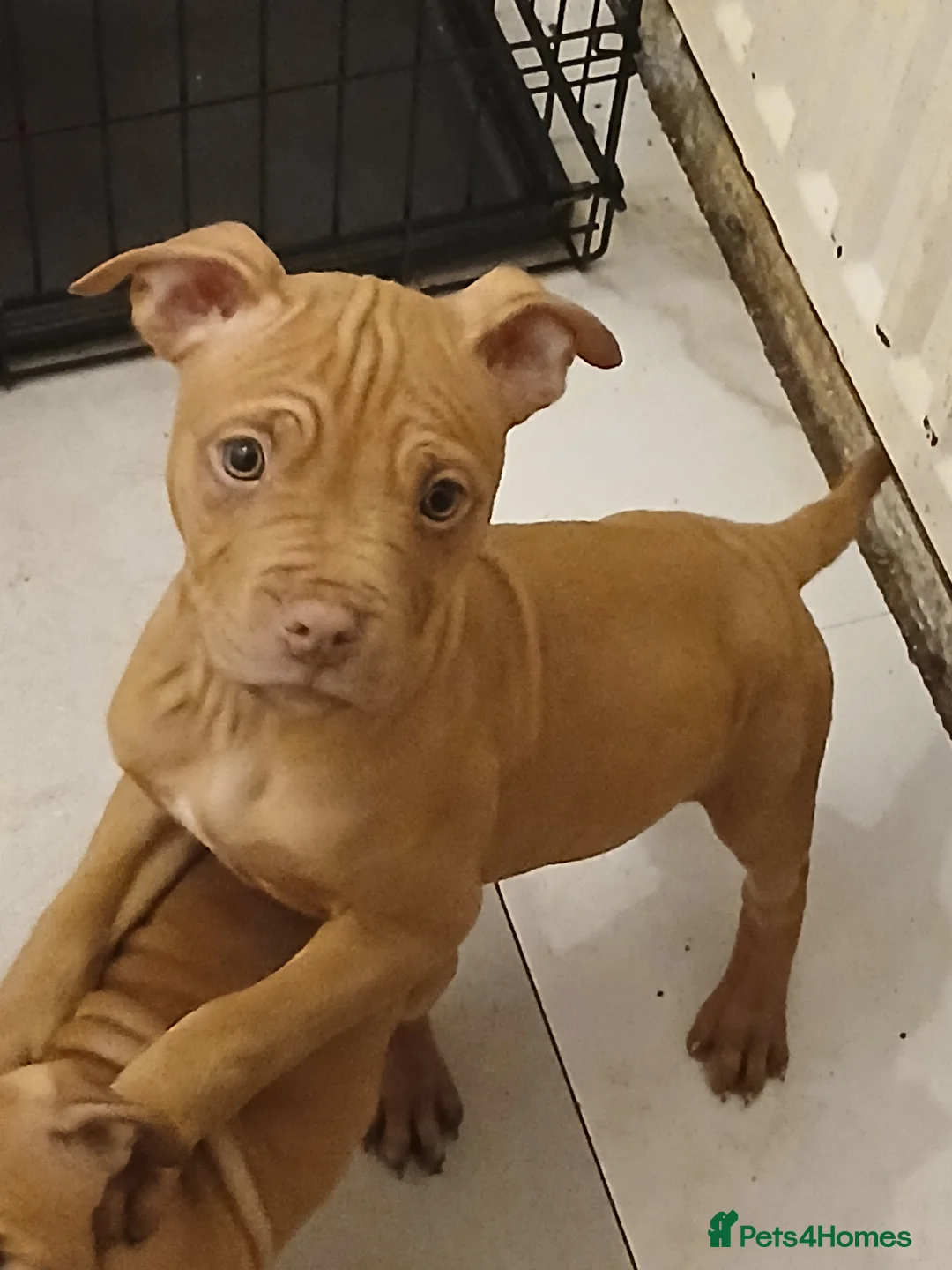 American Bulldog dogs for sale: American bulldogs puppies  - Advert 2