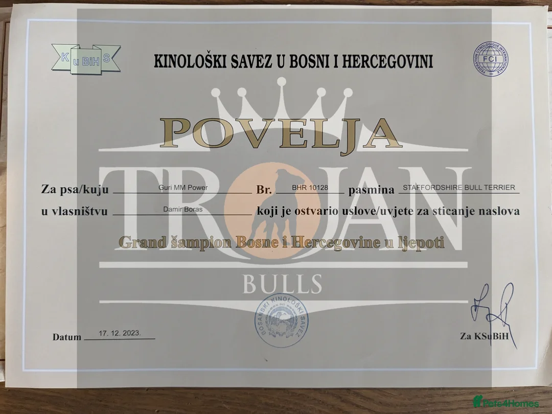 Staffordshire Bull Terrier dogs for stud: 🏆EXCLUSIVE GRAND CHAMPION BLACK BLUE GENE STUD🏆 in Basingstoke - Advert 8