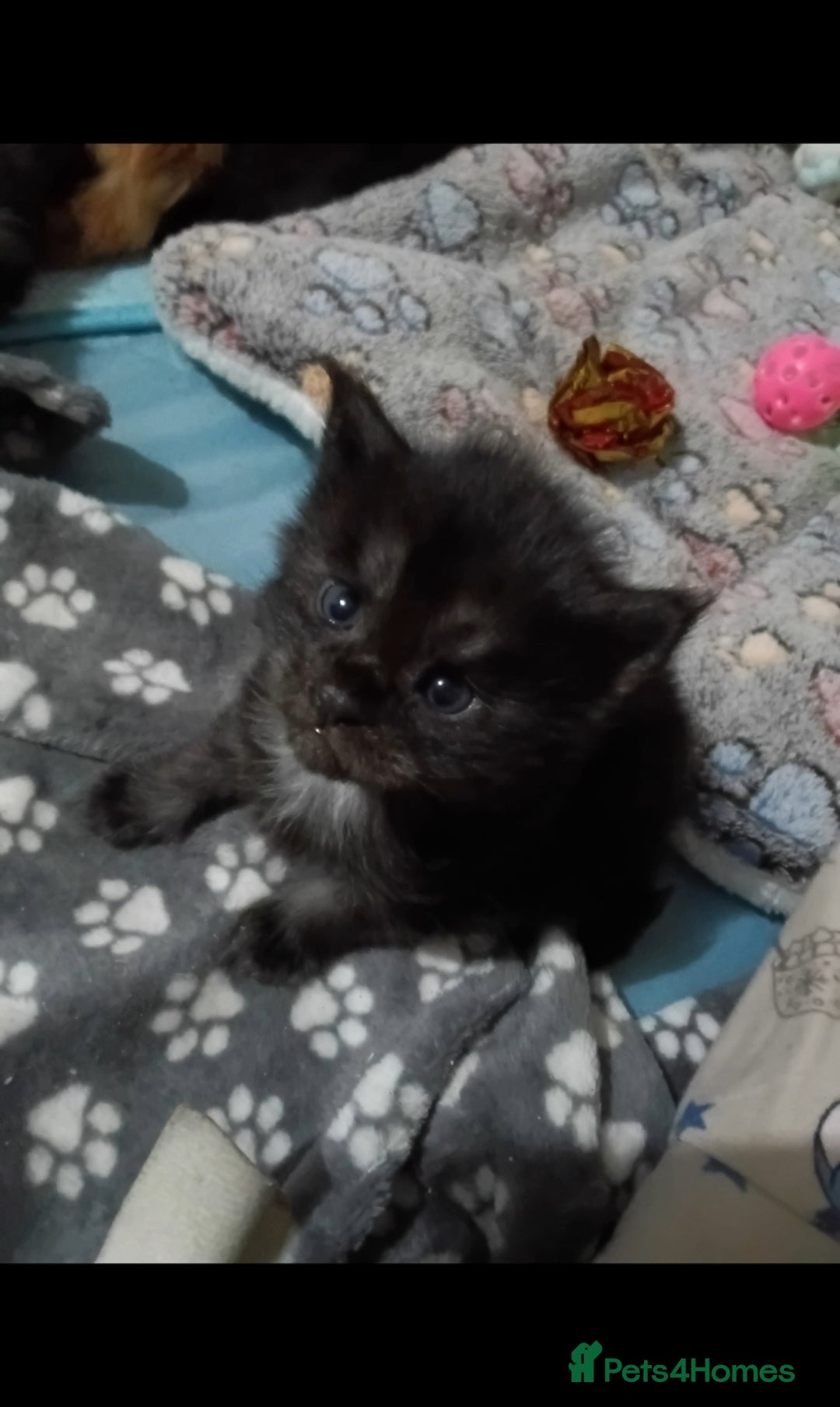 Maine Coon cats for sale: Beautiful litter of mainecoon babies😍 - Advert 1