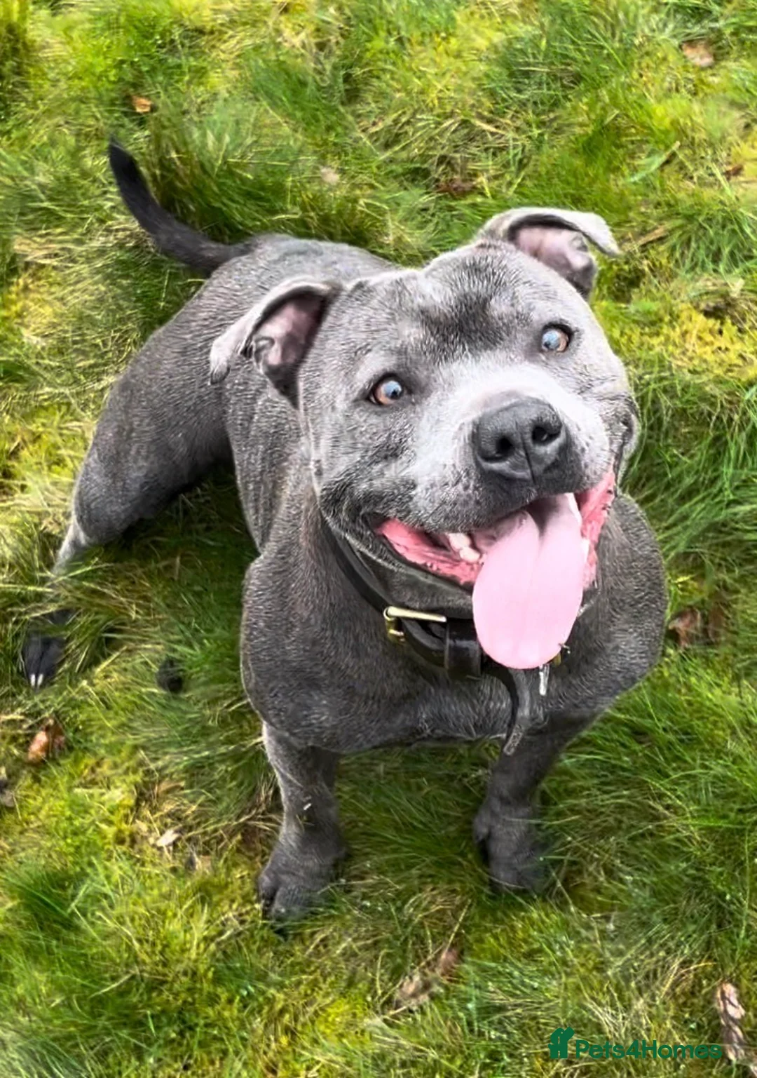 Staffordshire Bull Terrier dogs for sale: Geministaffs zee & maximus (4⭐️licensed breeders) - Advert 4