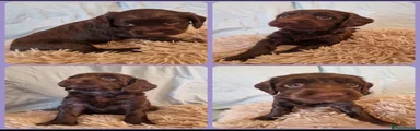 Cockapoo Puppy 5 Beany Sold