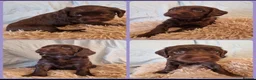 Cockapoo dogs for sale: F1b Cockapoo Puppies for sale 🐾🐾 in Llanidloes - Advert 7