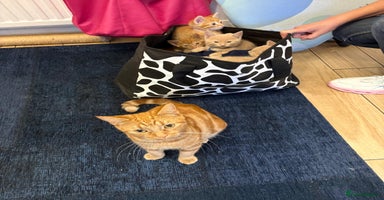 Mixed Breed cats - Advert 10