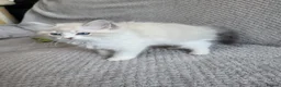 Ragdoll cats for sale: Registration Ragdoll kittens  - Advert 9