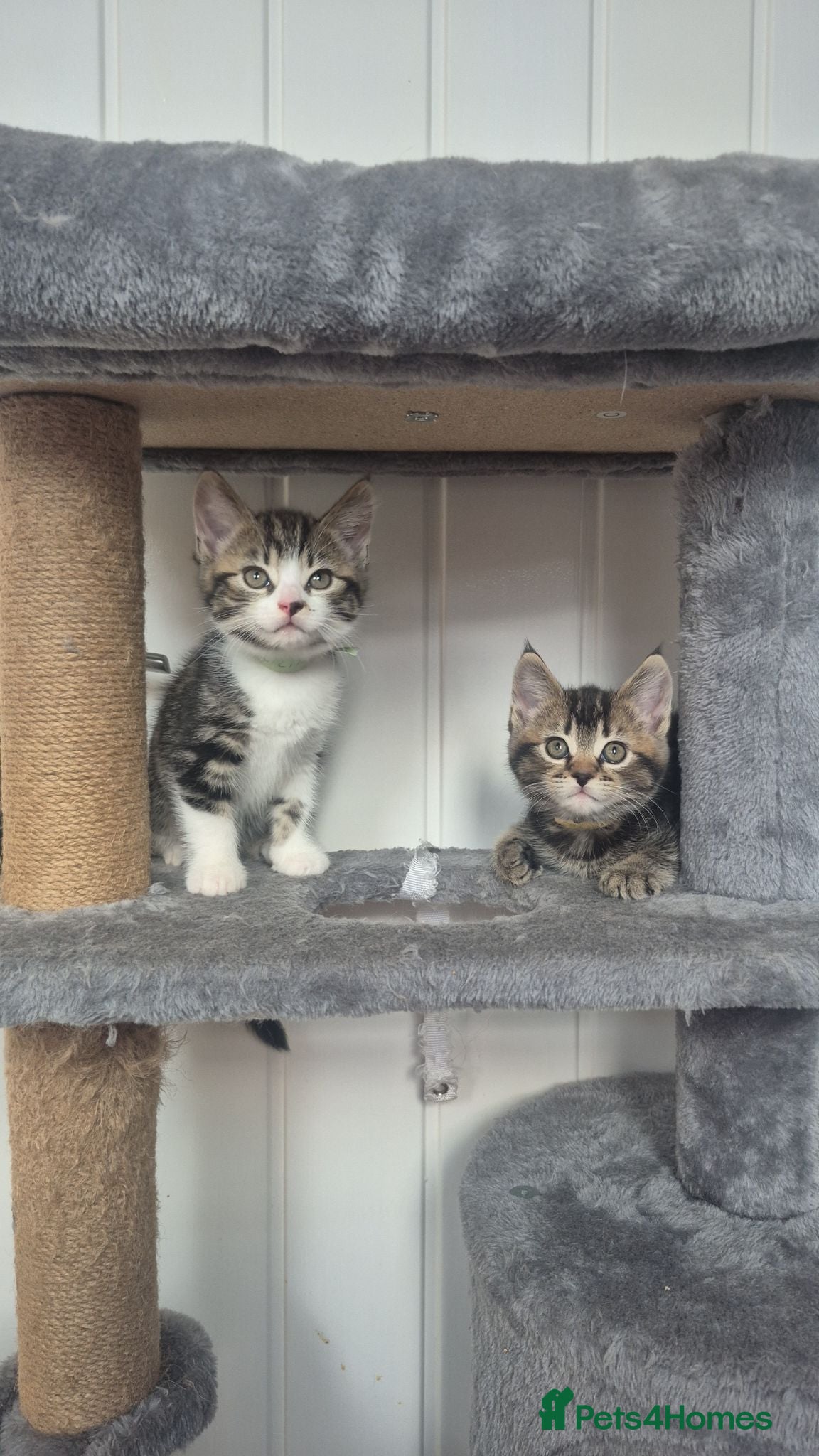 Domestic Shorthair cats 2 sisters looking for homes together  - Advert 10