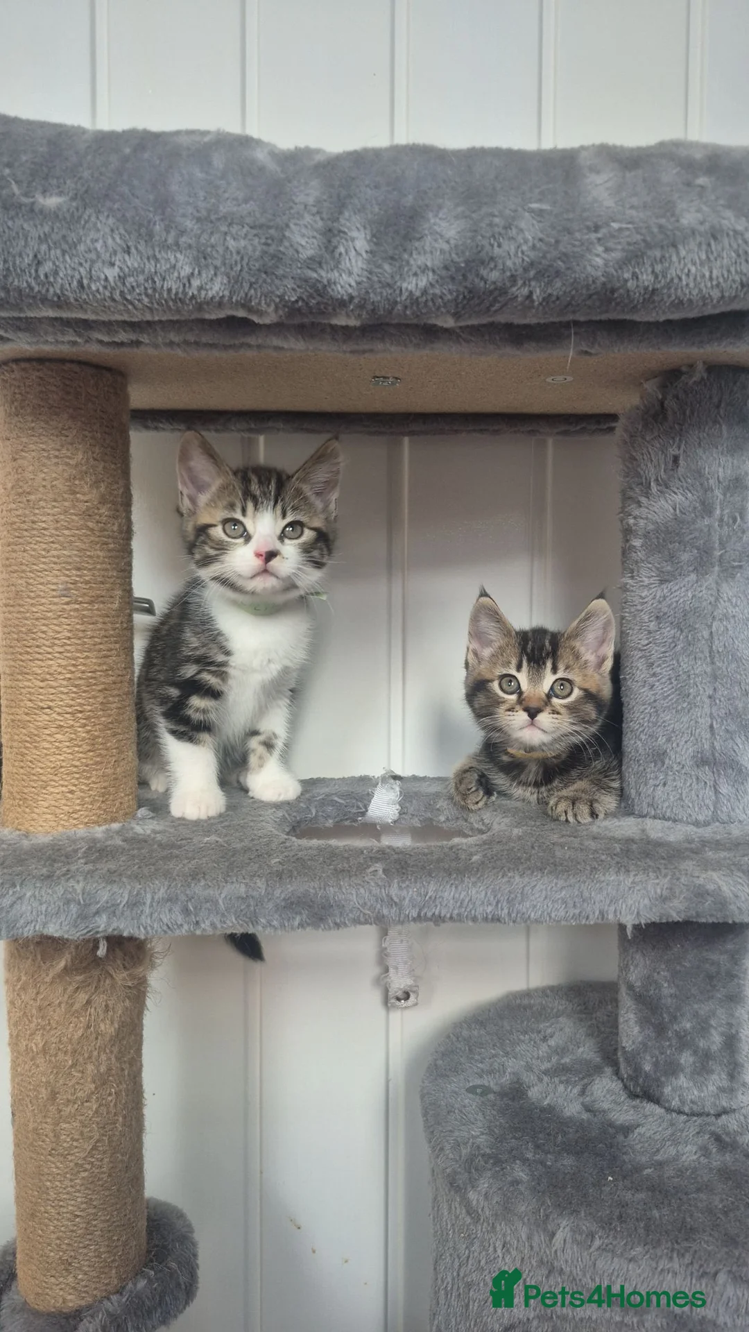 Domestic Shorthair cats for sale: 2 sisters looking for homes together  - Advert 1