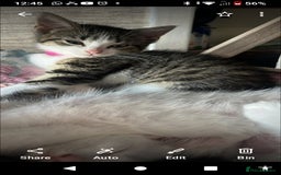 Mixed Breed cats for sale: 6 beautiful kittens - Image 2