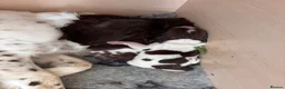 English Springer Spaniel dogs for sale: Beautiful litter of springer spaniels in Bristol - Advert 3