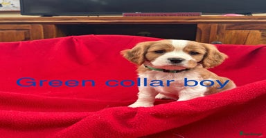 Cavalier King Charles Spaniel dogs - Advert 3