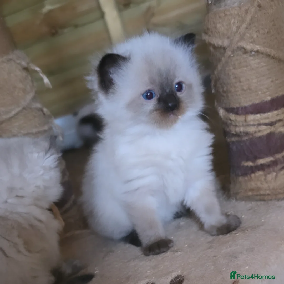Ragdoll cats for sale: Captain Tom - Image 14