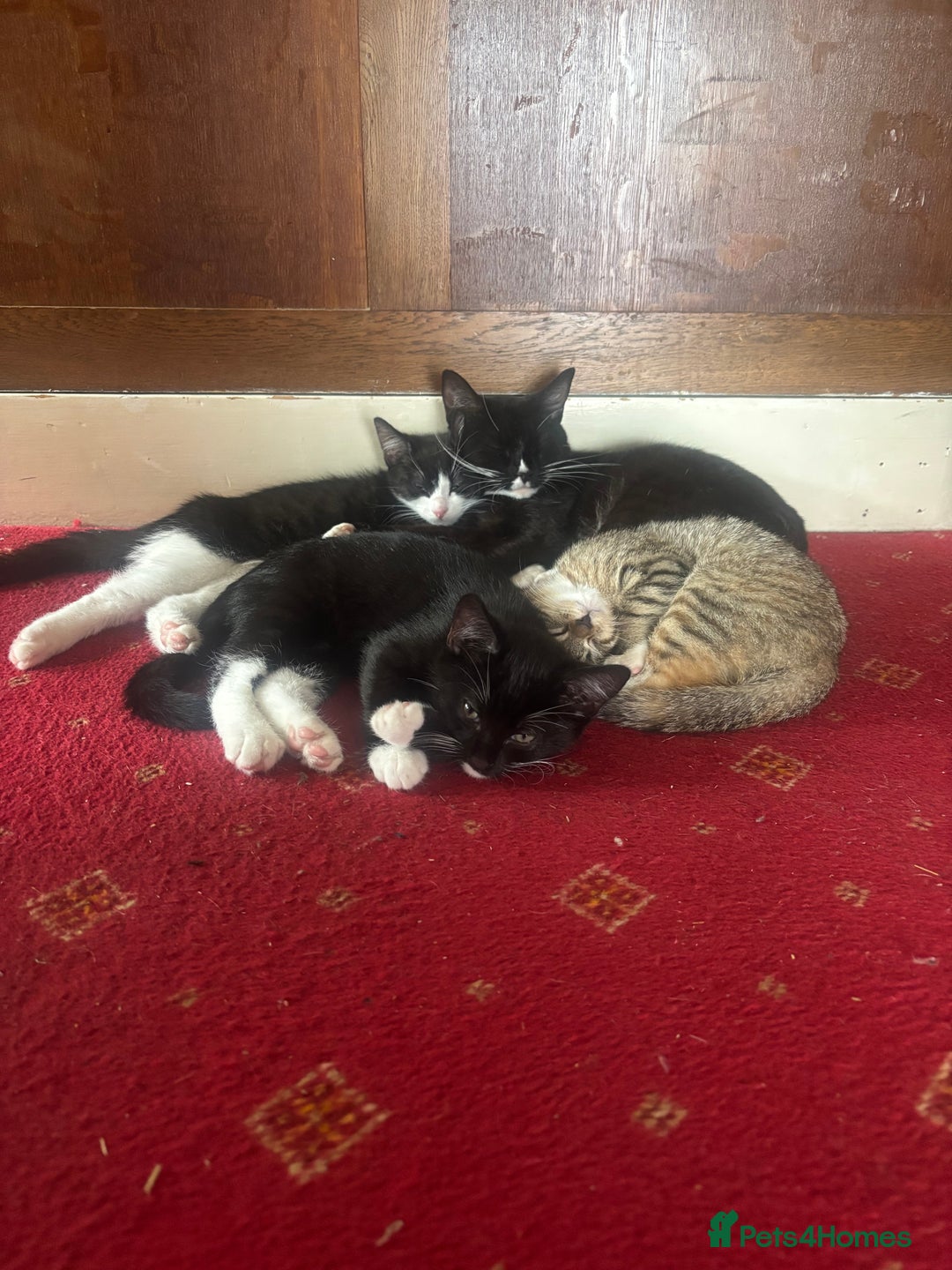 British Shorthair cats for sale: Kittens British Short hair - Image 7