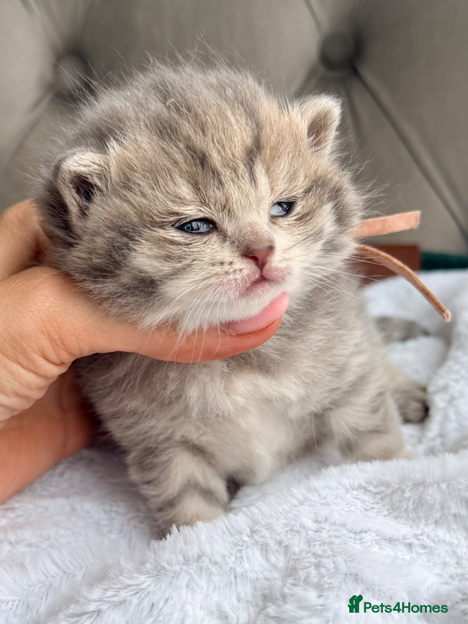 British Shorthair cats Golden girls TICA reg and health tested  - Advert 11