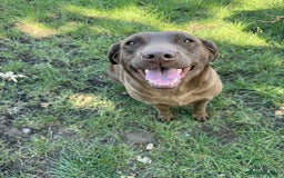 Labrador Retriever dogs for sale: Adult chocolate Labrador health tested  - Image 7