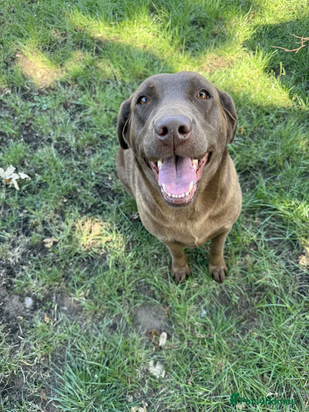 Labrador Retriever dogs for sale: Adult chocolate Labrador health tested  - Image 7