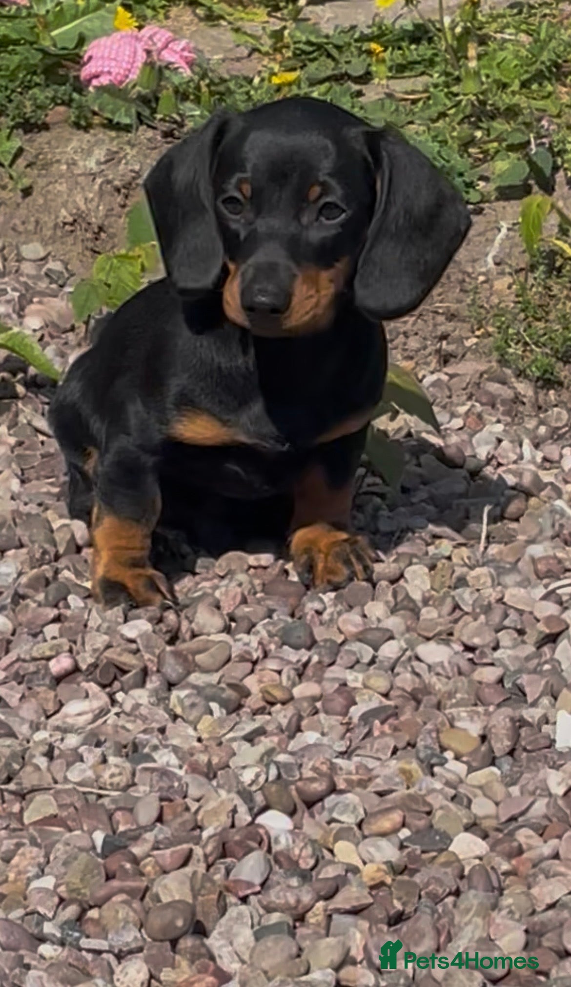 Dachshund dogs 10 wk old boy - Advert 6