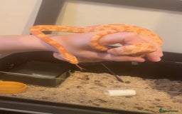 Corn Snake reptiles for sale: Corn snakes for sale - Image 1