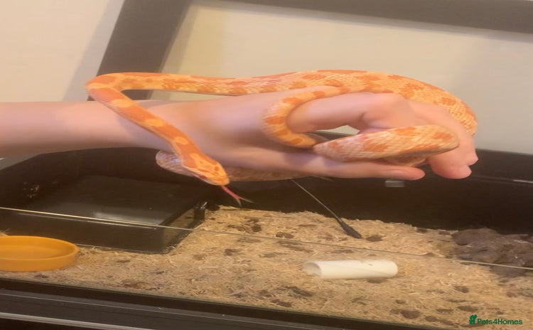 Corn Snake reptiles - Advert 1