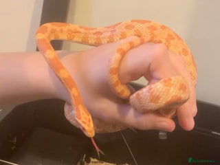 Corn Snake reptiles for sale - Advert 1
