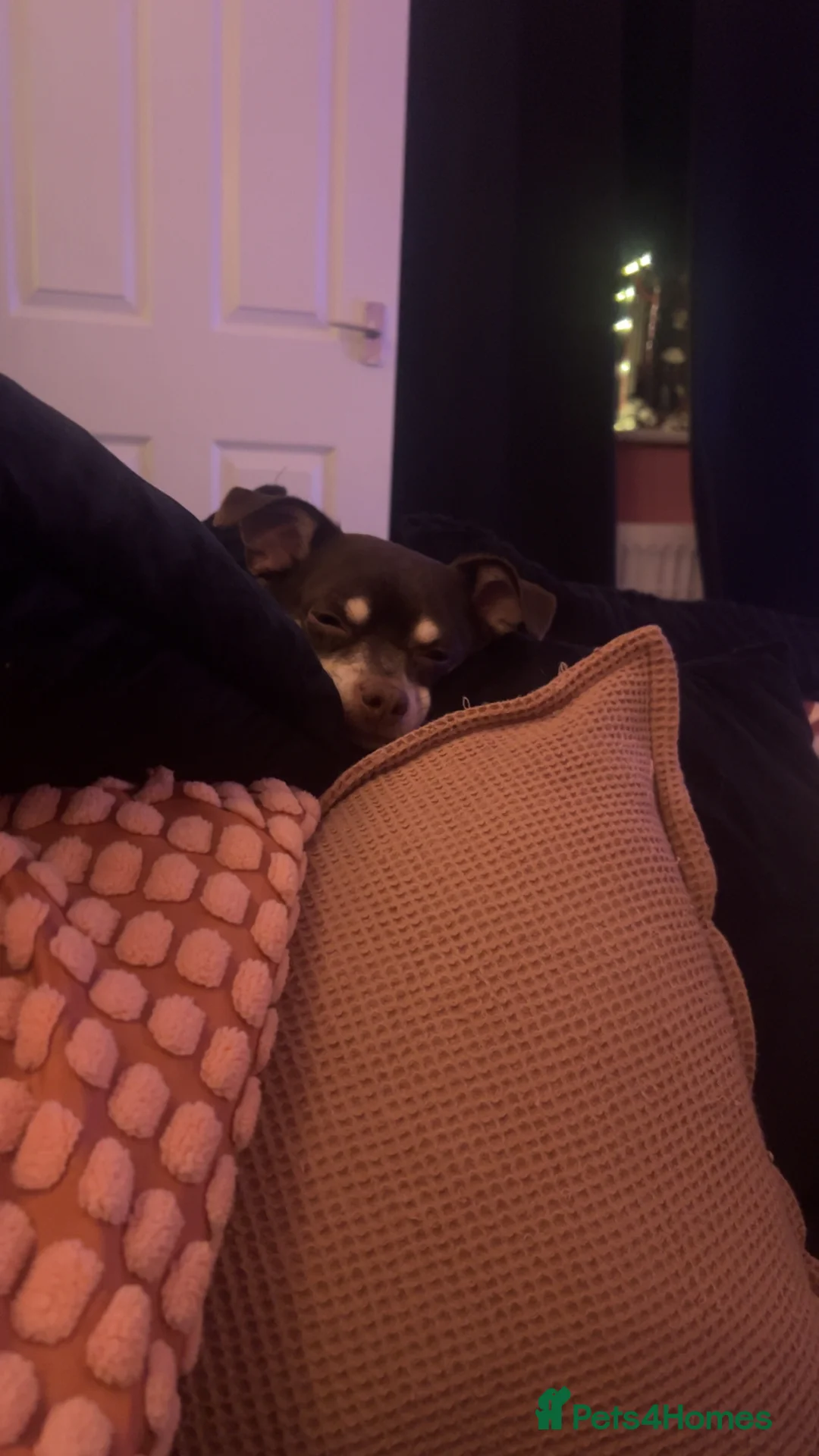 Mixed Breed dogs for sale: Milo and dinky - Advert 4