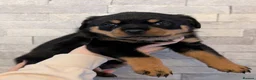 Rottweiler dogs for sale: Exceptional huge Rottweiler pups from amazing line - Advert 30