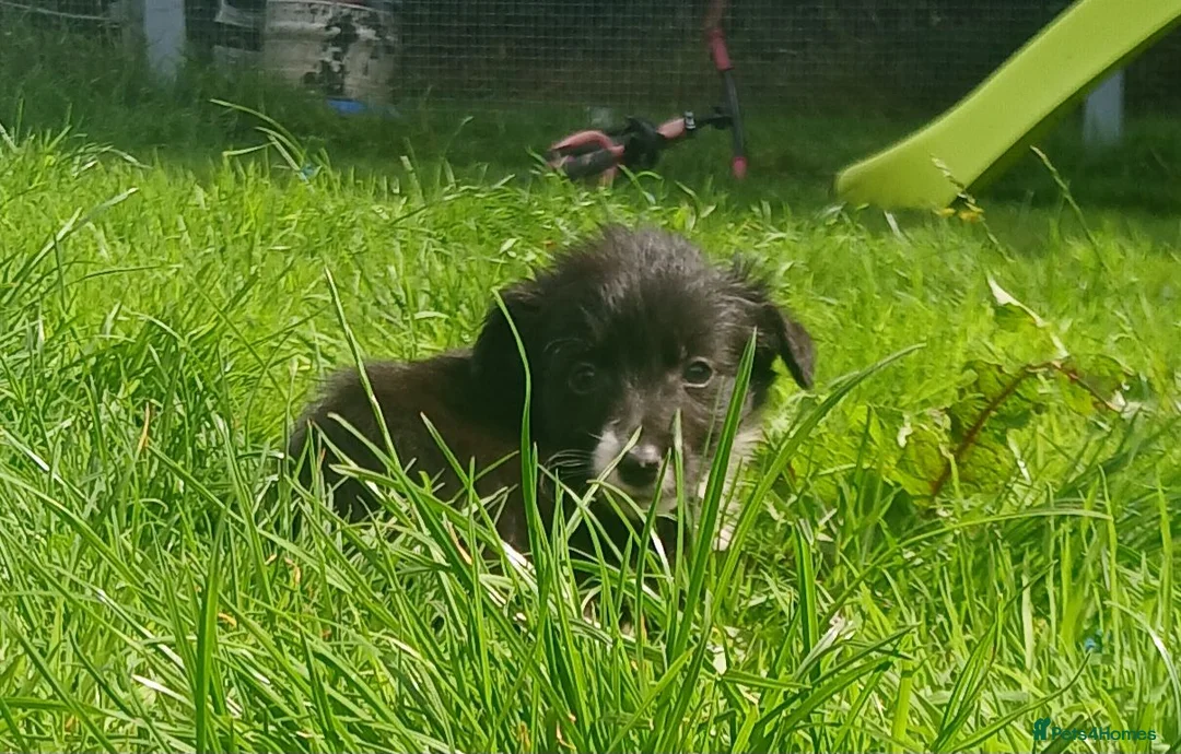 Border Collie dogs for sale: Beautiful collie pupa - Advert 22