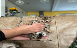Bengal cats for sale: ❤️ PURE BENGAL KITTENS ❤️ - Image 19