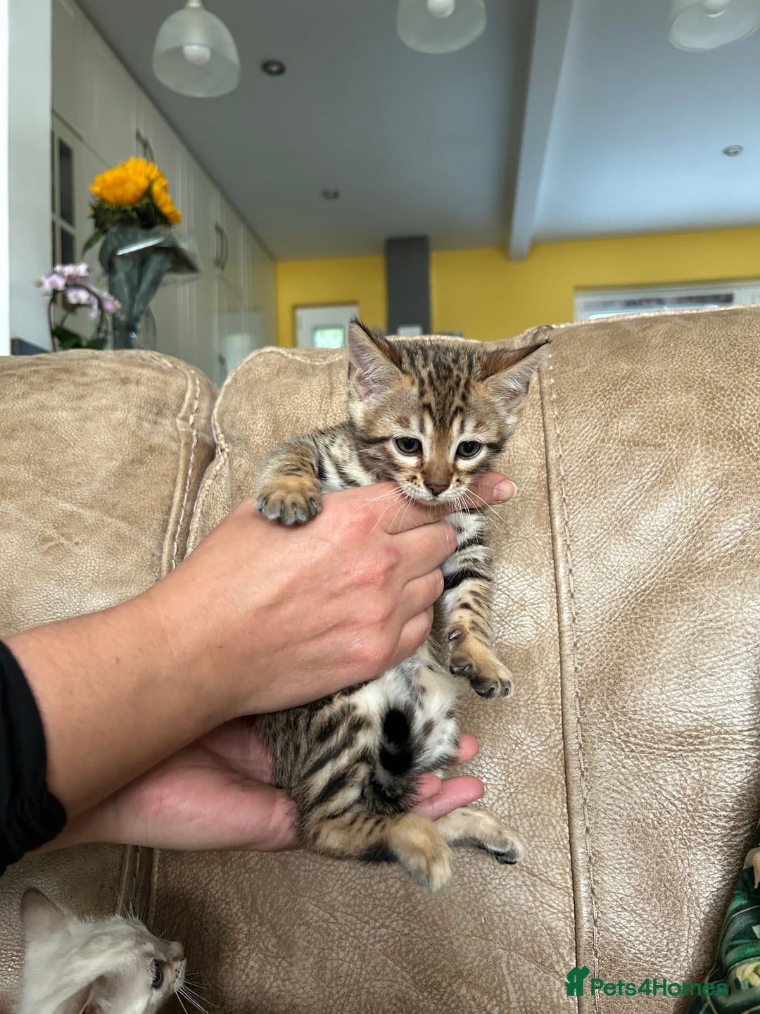 Bengal cats for sale: ❤️ PURE BENGAL KITTENS ❤️ - Image 19
