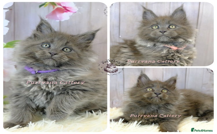 Maine Coon cats - Advert 10