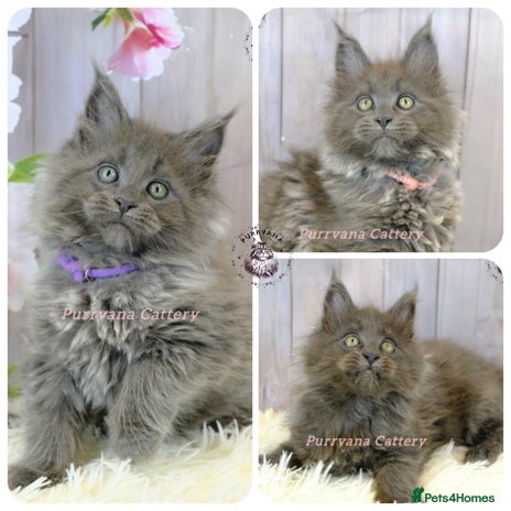 Maine Coon cats - Advert 10