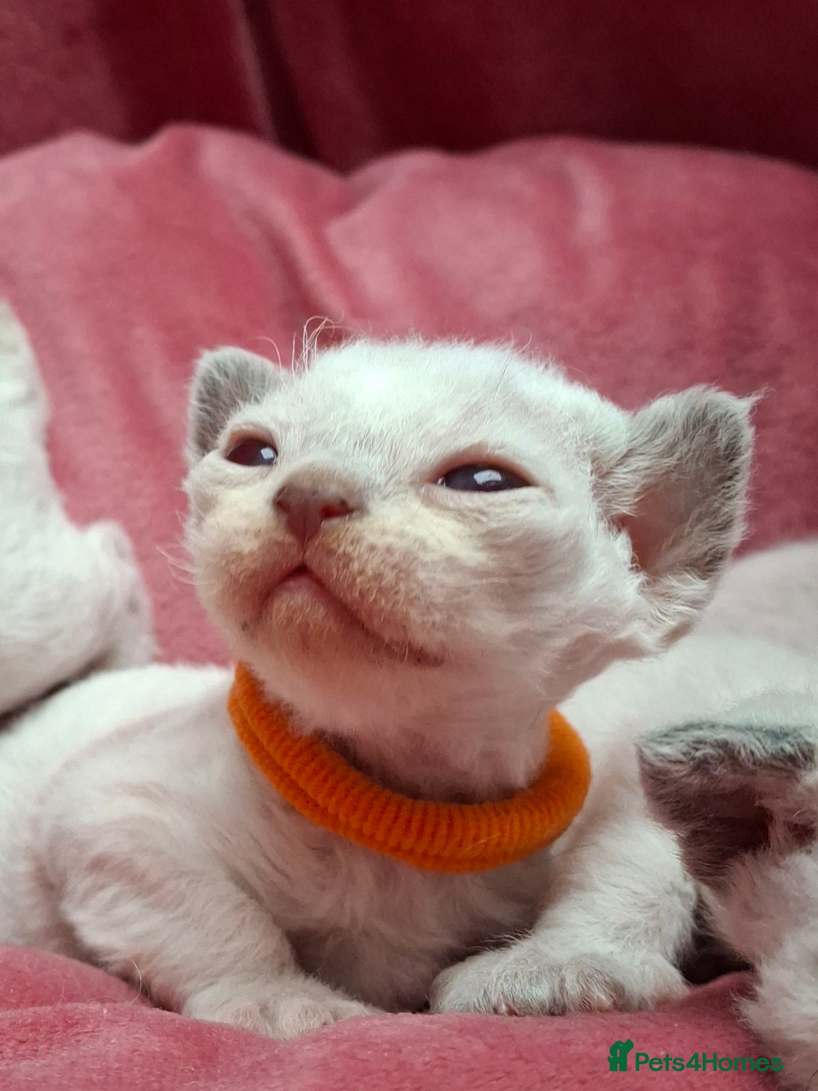 Devon Rex cats 🌸 Wonderful Devon Rex Kittens  🌸 - Advert 1