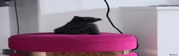 British Shorthair cats for sale: Beautiful black british short hair kittens - Advert 9