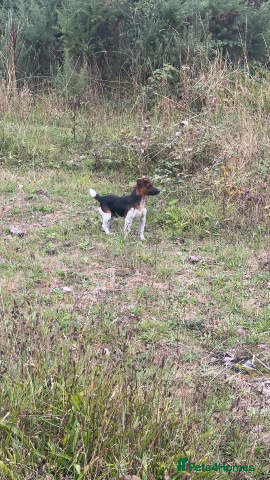 Mixed Breed dogs for sale: 7 beautiful cocker jack puppies  - Advert 12