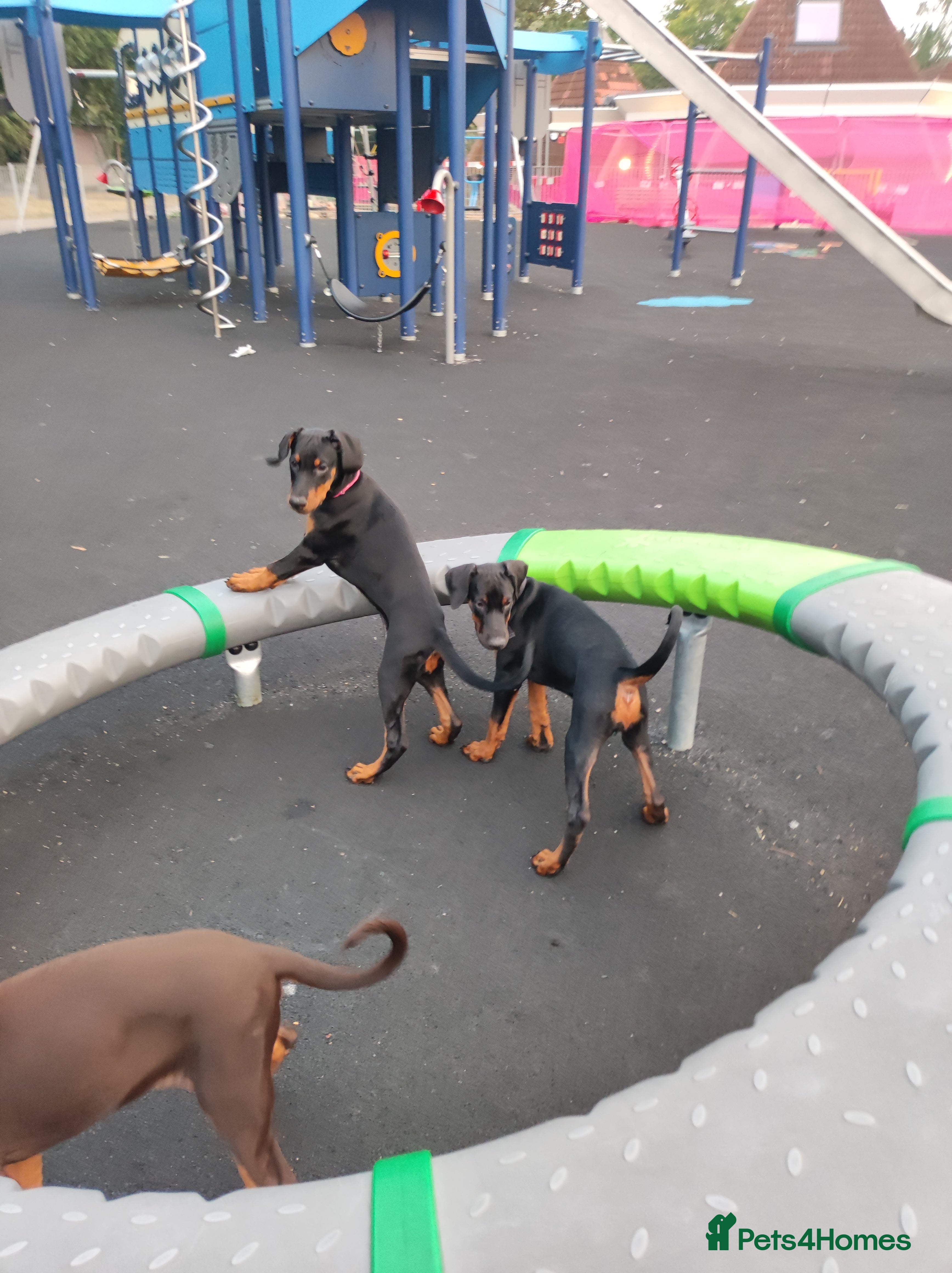 Dobermann dogs Adorable Doberman puppies  - Advert 8