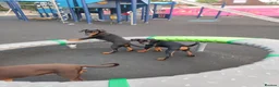 Dobermann dogs for sale: Adorable Doberman puppies PRICE REDUCTION £1650 - Advert 2
