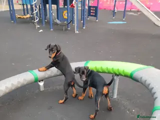 Dobermann dogs Adorable Doberman puppies - Advert 8