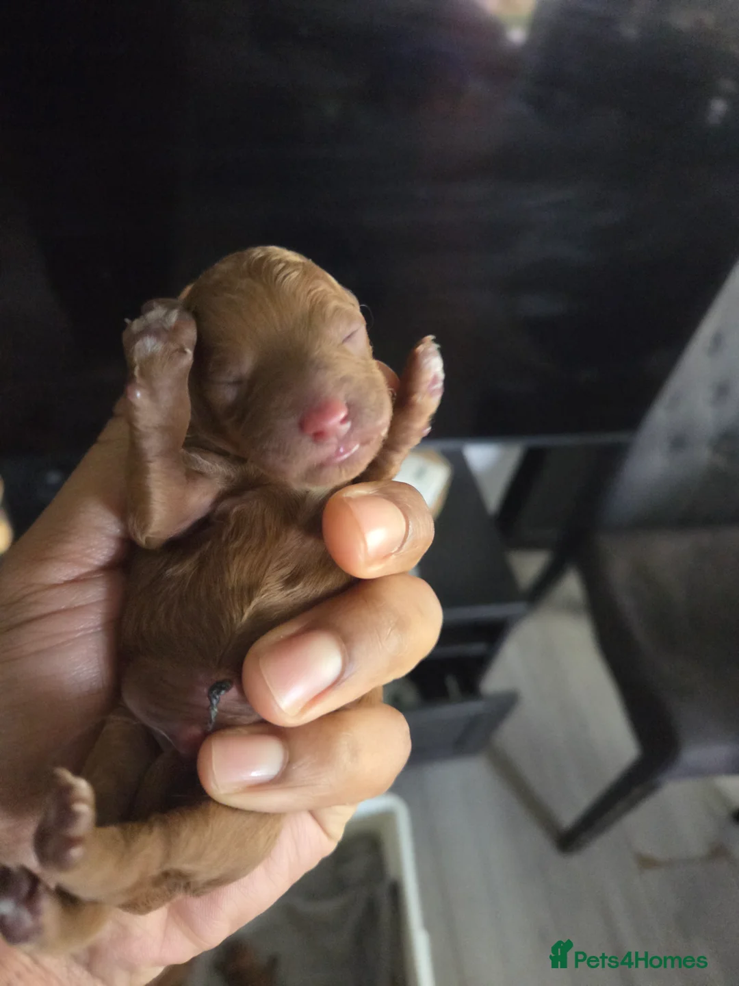 Cavapoo dogs for sale: 5x Asian Toy Poodle X Cavapoo Puppies  - Advert 23