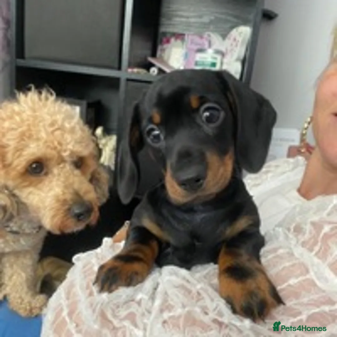 Miniature Poodle dogs for stud: 🏆PROVEN🏆 sable miniature poodle health tested in Havant - Advert 15