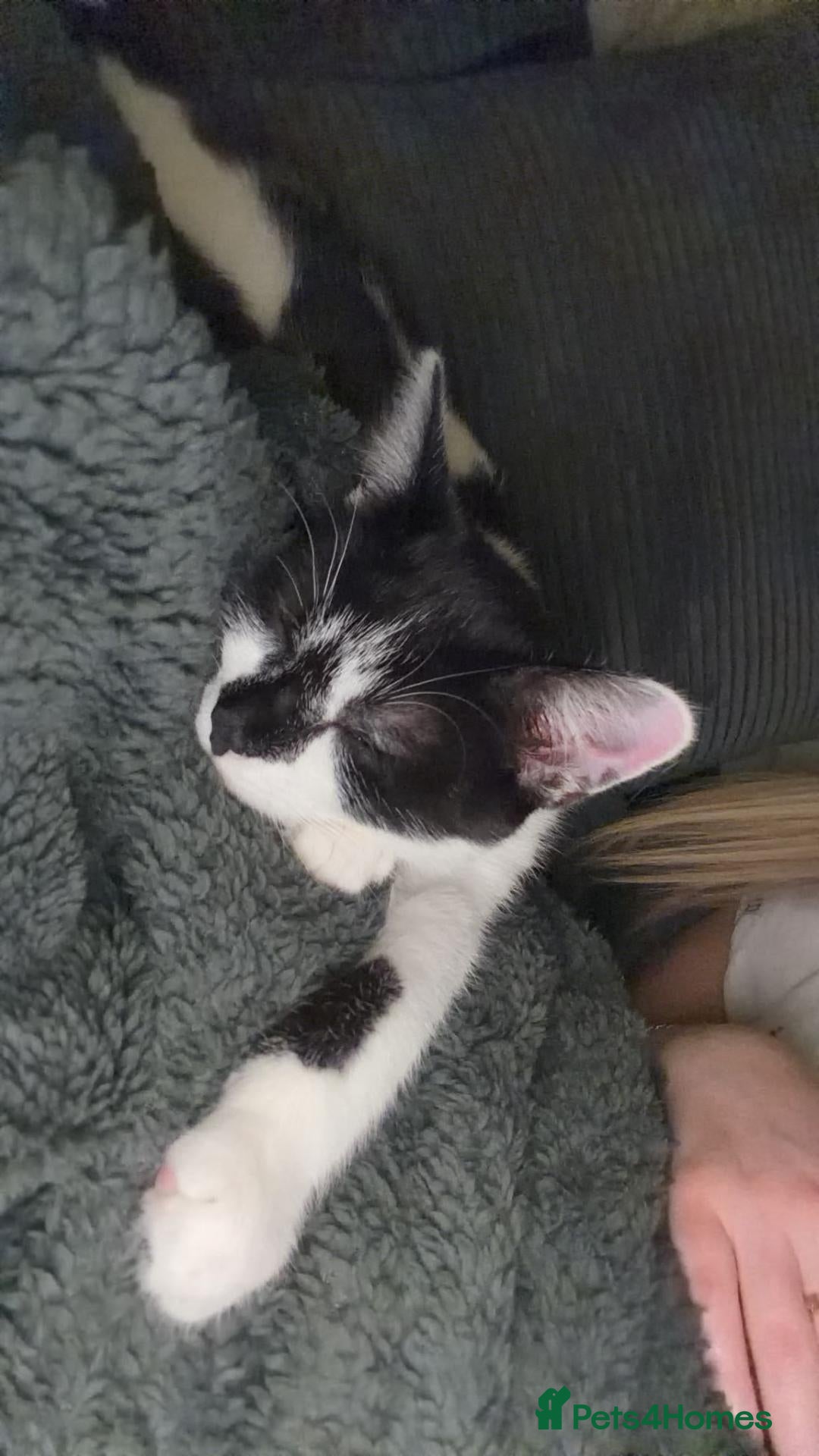 Mixed Breed cats Two male cats for rehoming - Advert 3