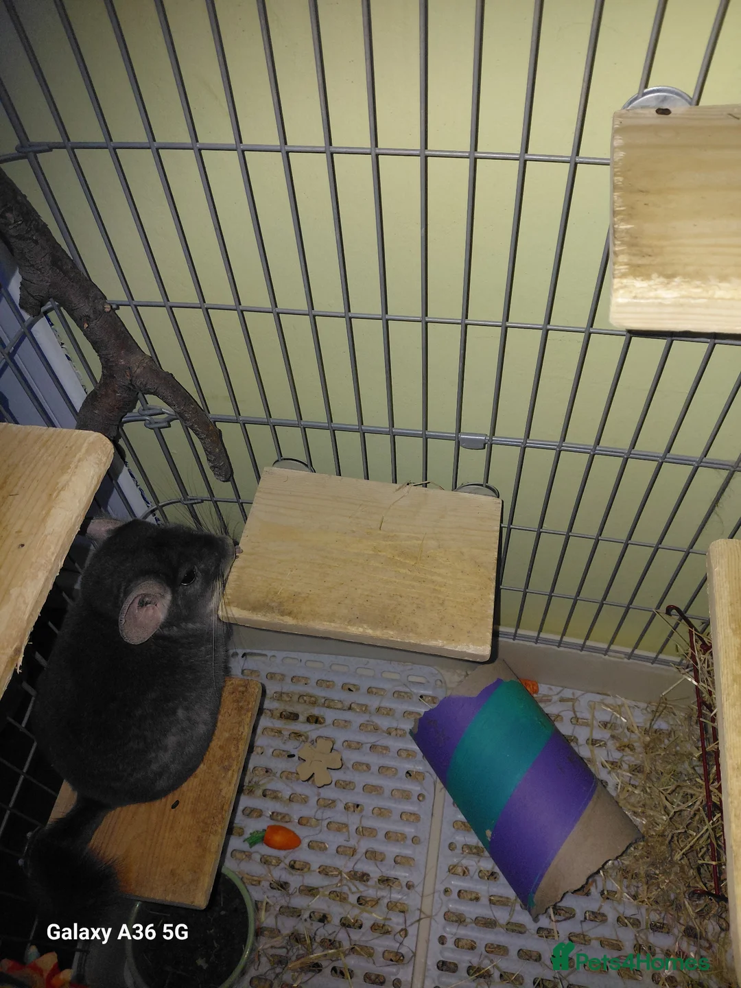 Chinchilla rodents for sale: Chinchilla  in Loughborough - Advert 1