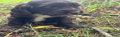 Cocker Spaniel 5