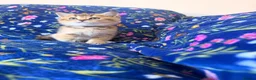 Scottish Fold cats for sale: Beautiful Scottish Fold kittens - Advert 18