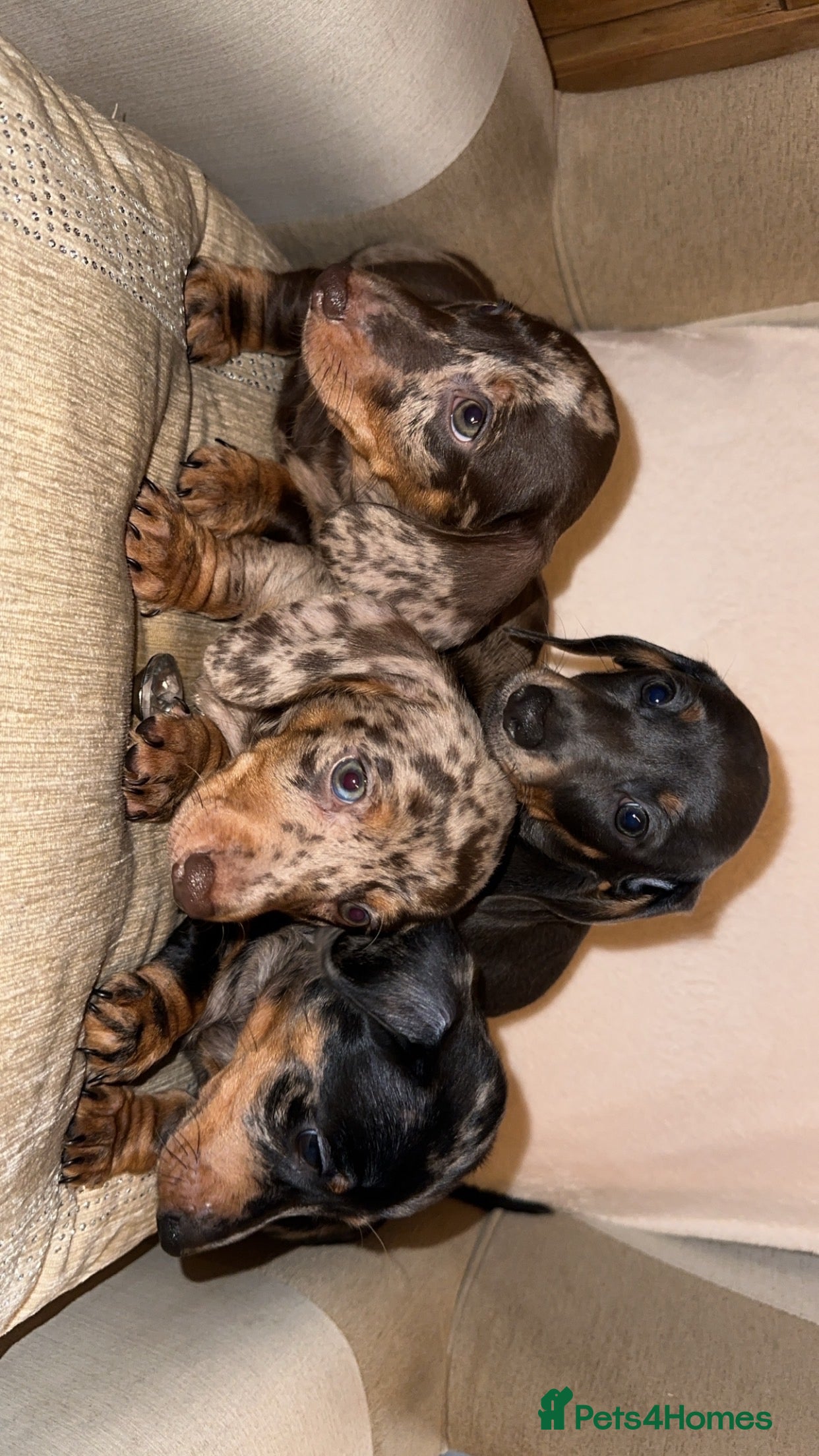 Miniature Dachshund dogs Kc registered Miniature dashaund puppy’s  - Advert 17