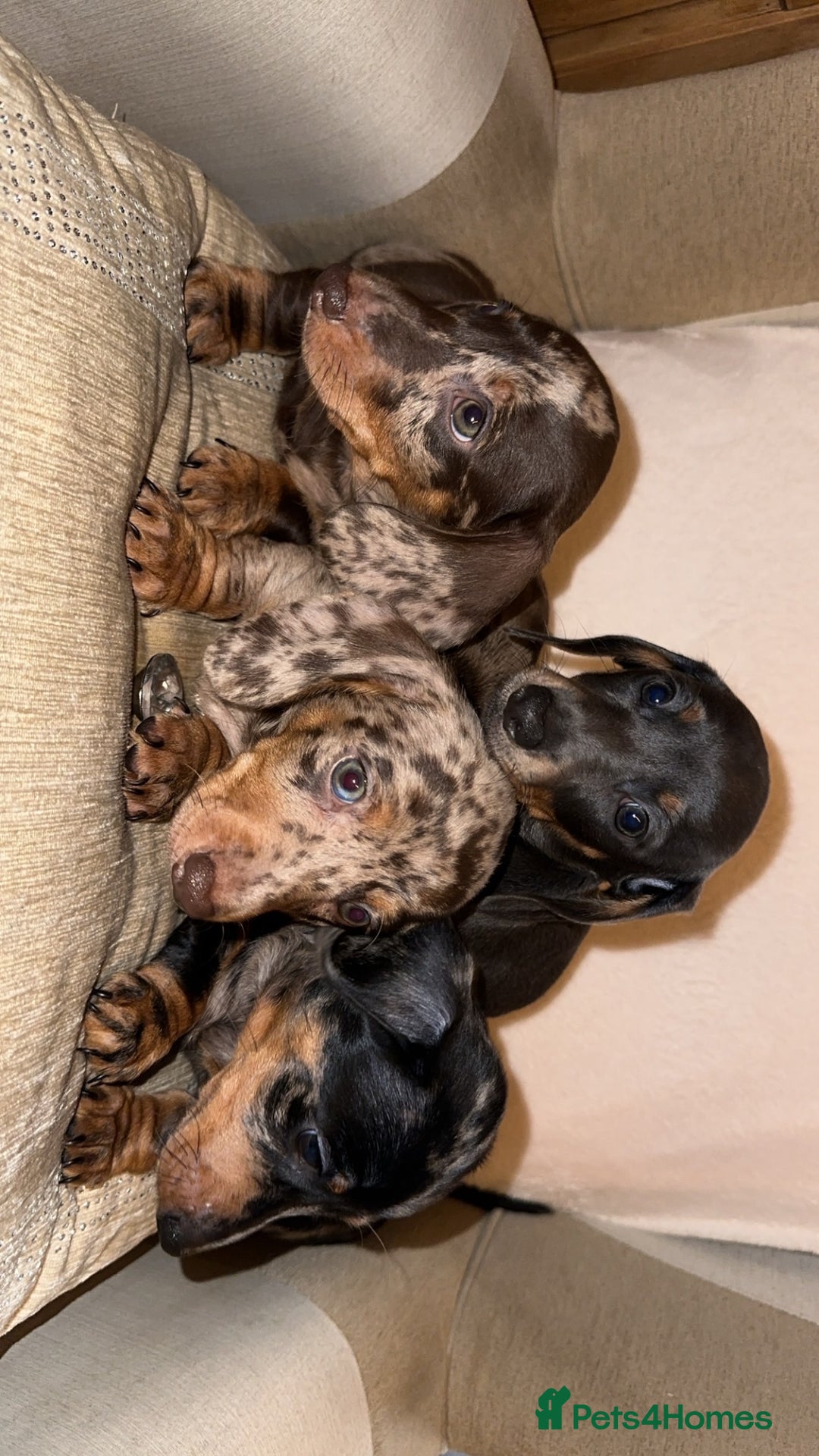 Miniature Dachshund dogs for sale: Kc registered Miniature dashaund puppy’s  - Advert 5