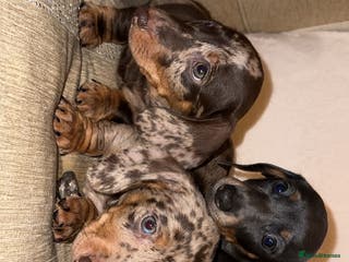 Miniature Dachshund dogs MINIATURE DASHAUND PUPPYS KC REG - Advert 10