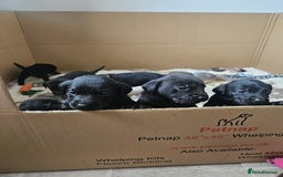 Labrador Retriever dogs for sale: Chunky Family Labrador Puppies  - Image 11