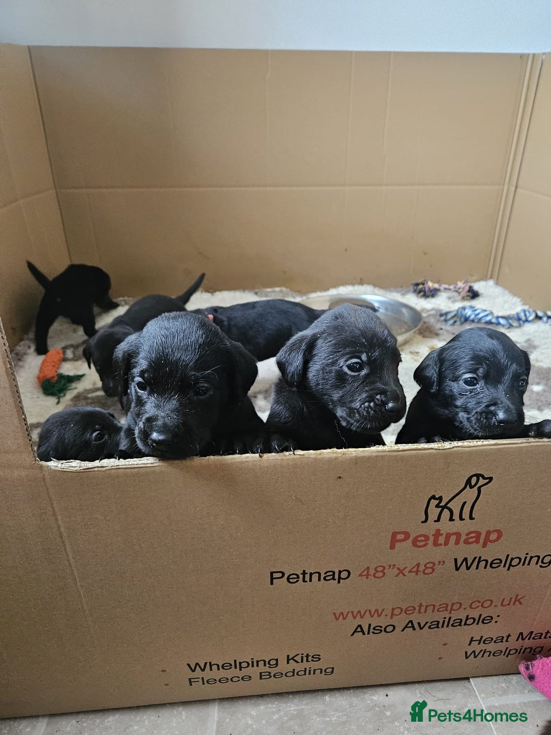 Labrador Retriever dogs for sale: Chunky Family Labrador Puppies  - Image 11